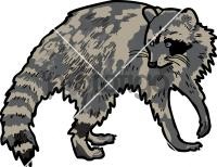 RaccoonFreehand Image