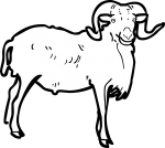 Ram