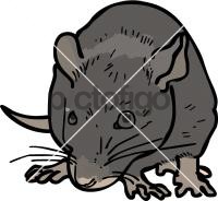 RatFreehand Image