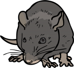 Rat