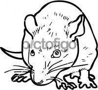 RatFreehand Image