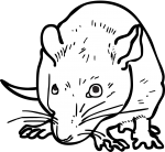 Rat freehand drawings