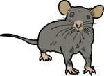 Rat freehand drawings