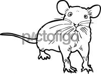 RatFreehand Image