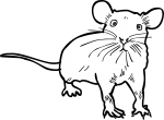 Rat freehand drawings