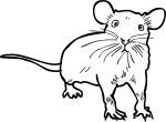 Rat