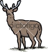 Red DeerFreehand Image