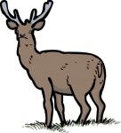 Red Deer freehand drawings