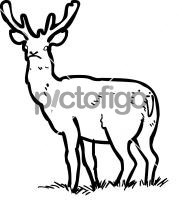 Red DeerFreehand Image