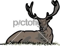 Red DeerFreehand Image