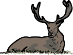 Red Deer freehand drawings