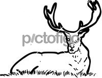 Red DeerFreehand Image