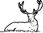 Red Deer freehand drawings