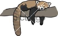 Red PandaFreehand Image