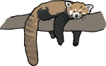 Red Panda