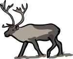 Reindeer Caribou freehand drawings