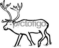 Reindeer CaribouFreehand Image