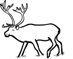 Reindeer Caribou freehand drawings