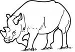 Rhinoceros freehand drawings