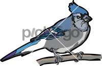 Jay BlueFreehand Image