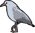 Kagu freehand drawings