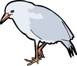 Kagu