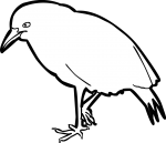 Kagu freehand drawings