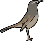 Kalahari Scrub Robin