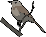 Kalahari Scrub Robin freehand drawings