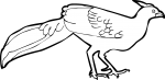 Kalij Pheasant