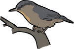 Kashmir Nuthatch freehand drawings