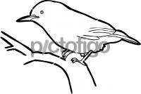 Kashmir NuthatchFreehand Image