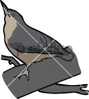 Kashmir NuthatchFreehand Image