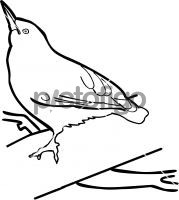 Kashmir NuthatchFreehand Image