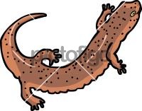 Salamander