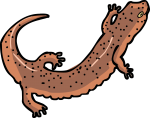 Salamander freehand drawings