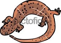 Salamander