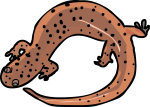 Salamander freehand drawings