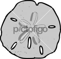 Sand Dollar