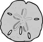 Sand Dollar freehand drawings