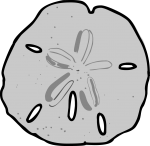 Sand Dollar