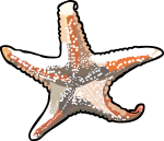 Seastar freehand drawings