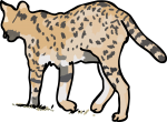 Serval freehand drawings