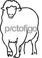 SheepFreehand Image