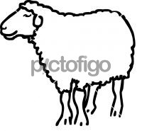 SheepFreehand Image