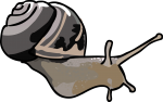 Snail