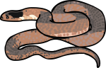 Snake freehand drawings