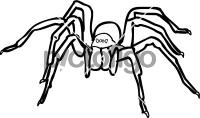 SpiderFreehand Image