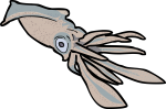 Squid freehand drawings