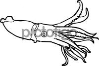 SquidFreehand Image